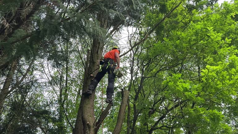 Best Tree Maintenance Programs  in Mission Viejo, CA